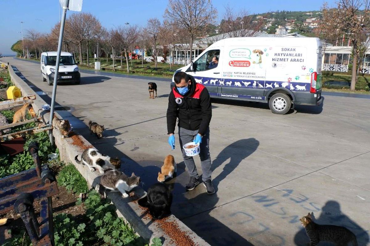 Kartal Belediyesi, 4 günlük kısıtlamada sokak hayvanlarını unutmadı