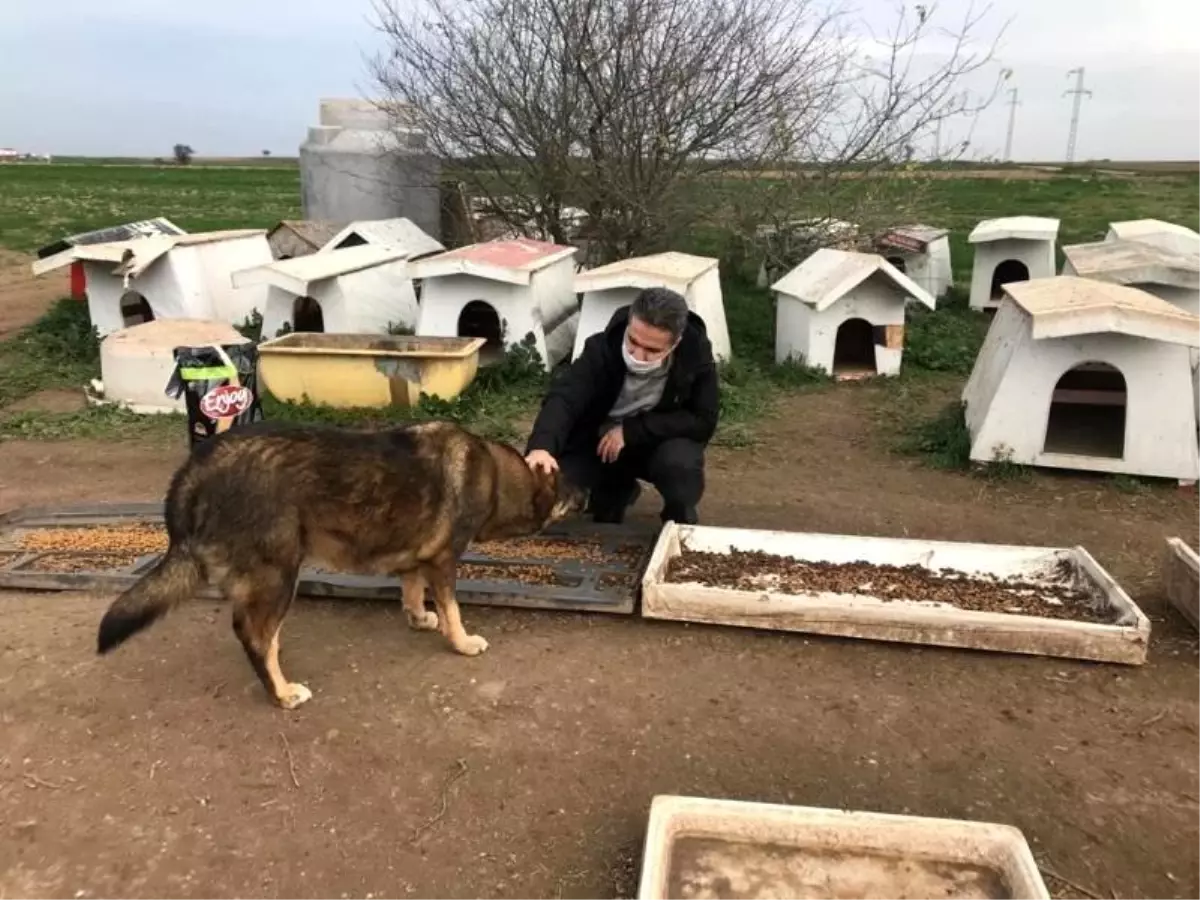 Kaymakam Taşçı ve Başsavcı Yiğiter sokak hayvanları için beslenme noktalarına mama bıraktı