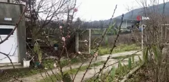 Son dakika haberleri... Kaz Dağları eteklerindeki şeftali ağacı çiçek açtı