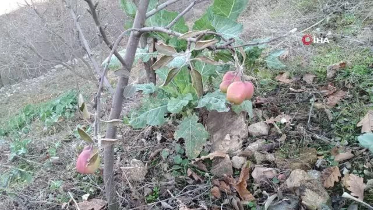 Kış ortasında meyve veren elma şaşırttı