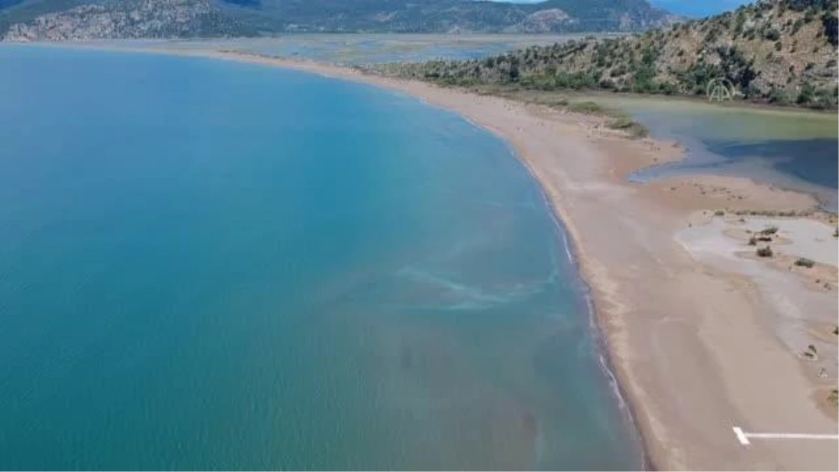 Koronavirüs sessizliği caretta carettalara yaradı