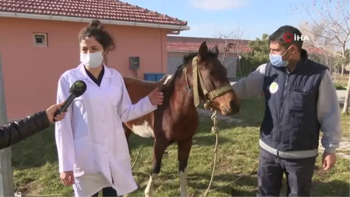 Sahibinden kaçan at barınağa gitti