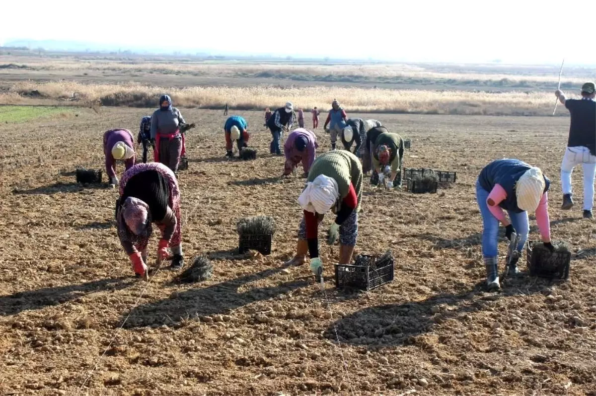 Salihli Ovası lavanta kokacak