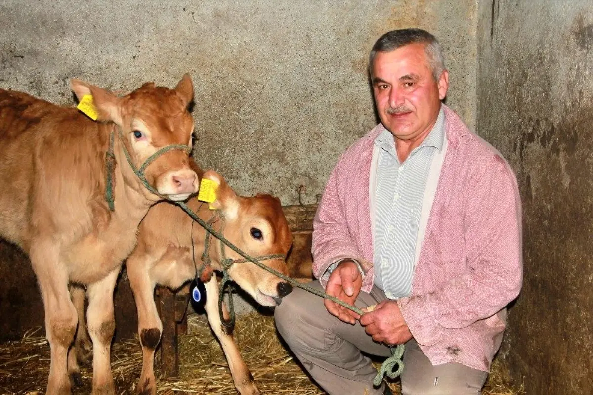 Yeni yılın ilk buzağılarına korona aşısını bulan Türk çiftin isimlerini verdi