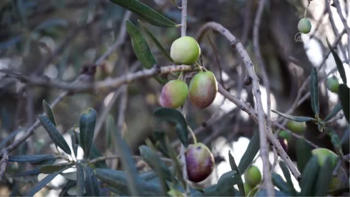 BALIKESİR - Zeytin üreticilerinin "yuvarlama" mesaisi başladı