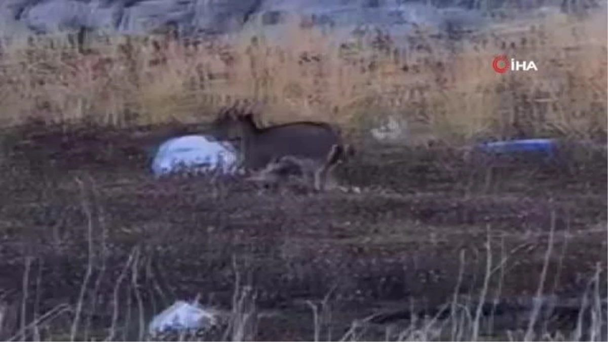Karaleylek kanyonu çevresinde yaban keçi sürüsü görüntülendi