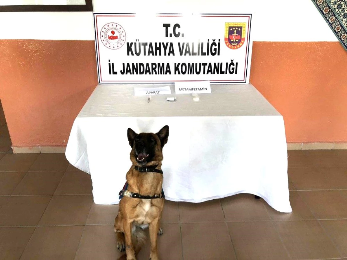 Narkotik köpeği Mola göz açtırmadı