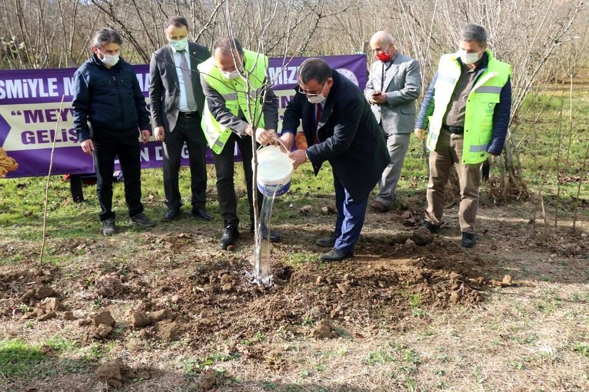 Ordu\'da her ilçeye ayrı meyve