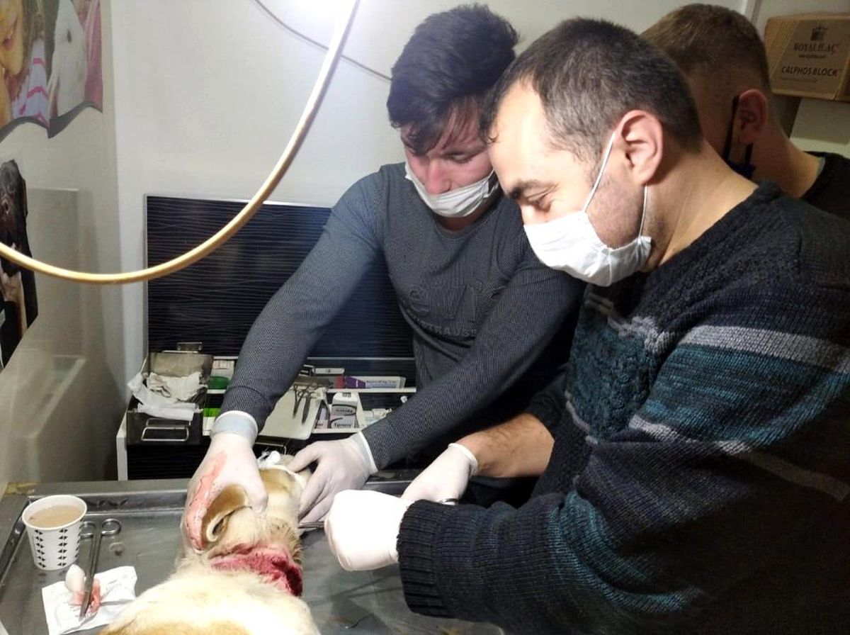 Yaralı köpek tedavi ettirildi