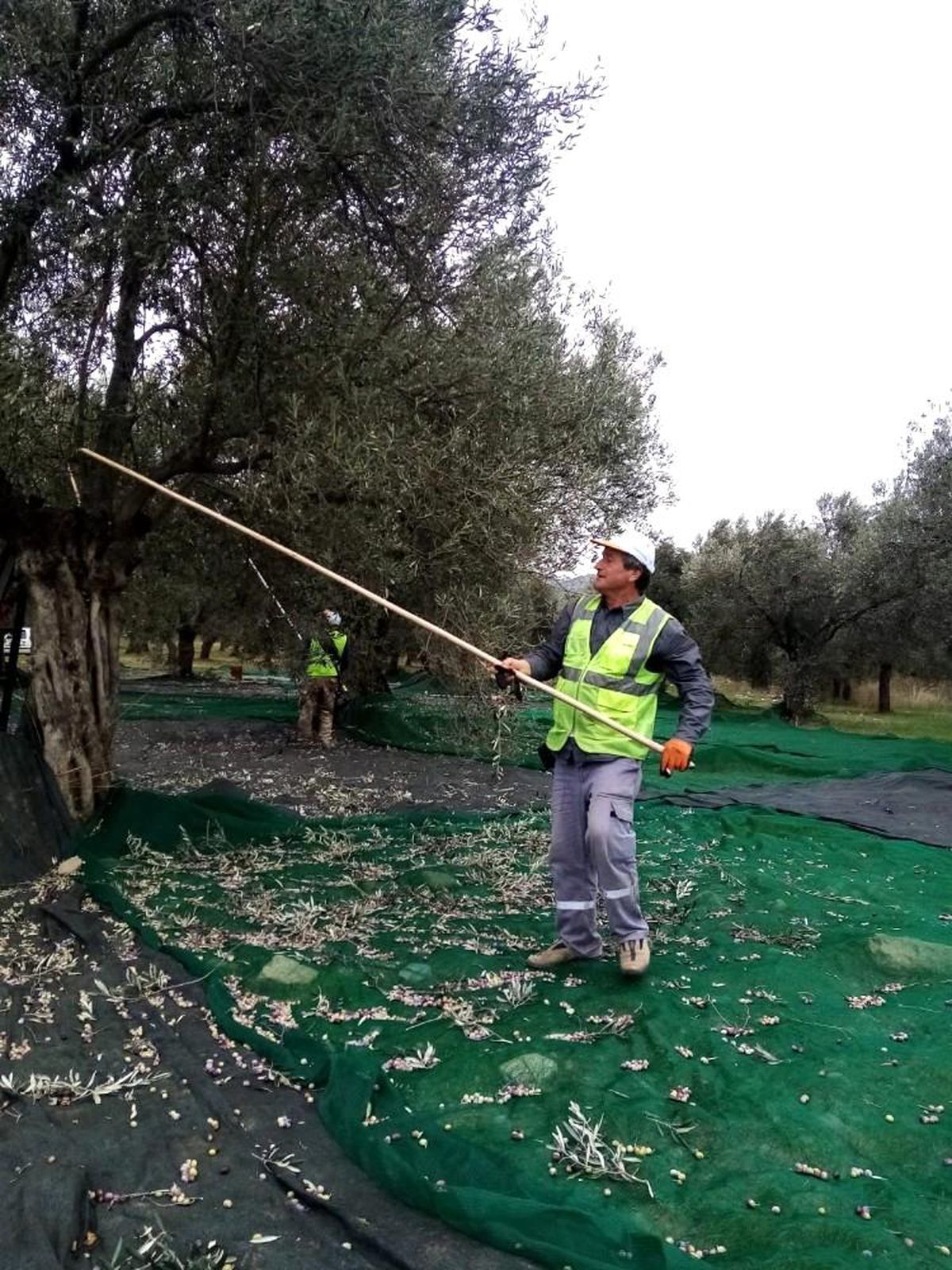 Burhaniye Belediyesi\'nde zeytin hasadı tamamlandı