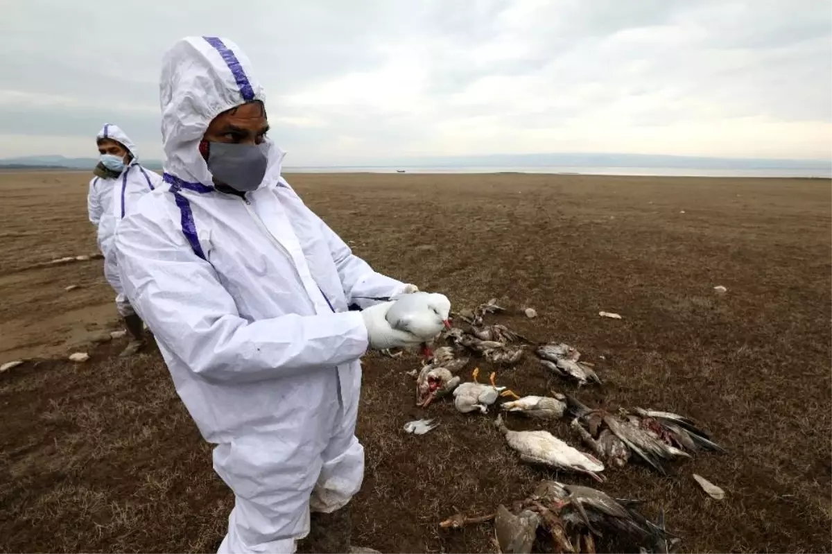 Dünya korona illetiyle mücadele ederken kuş gribi de hızla yayılıyor