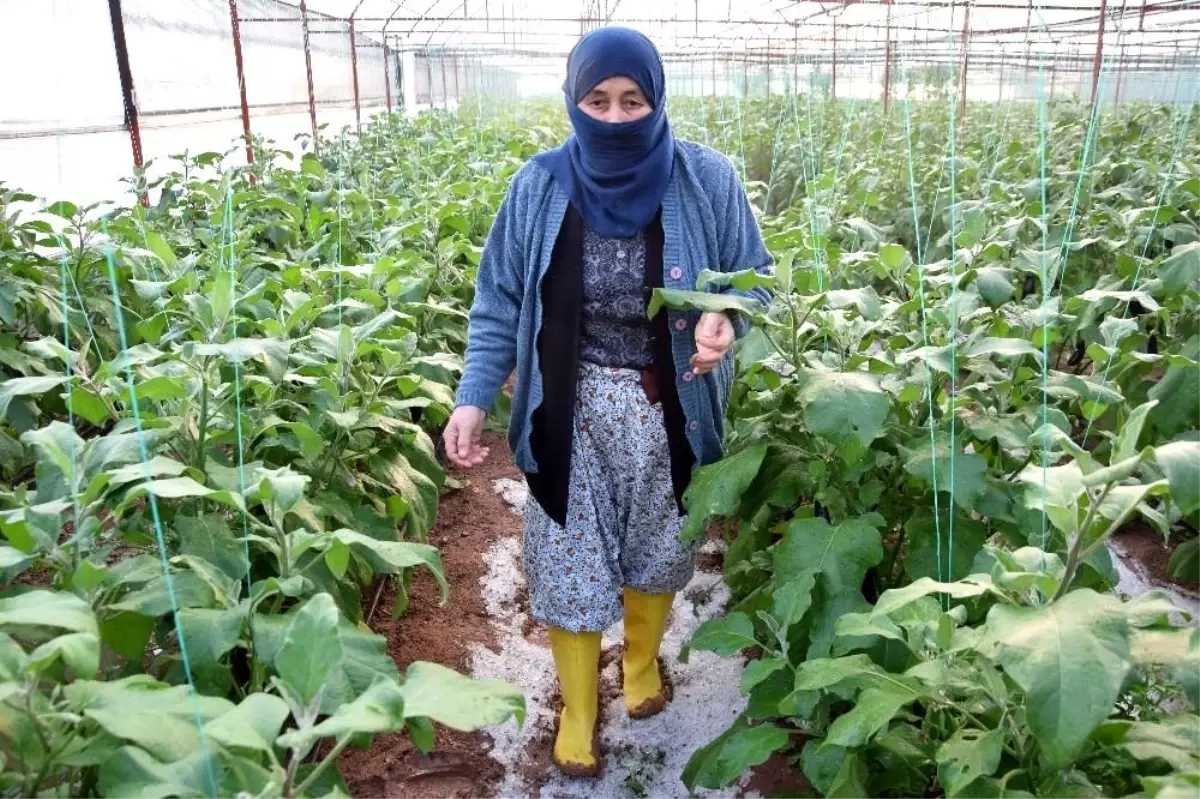 Serası dolu nedeniyle zarar gören kadın çiftçinin tepkisi: "Patlıcan pahalı diyenler şu halimize baksınlar"