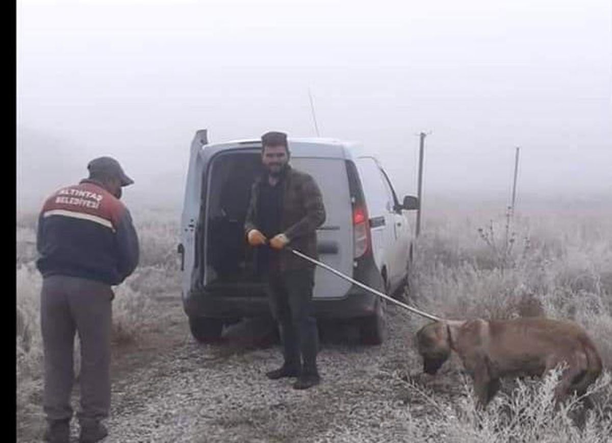 Yaralı köpek için seferber oldular
