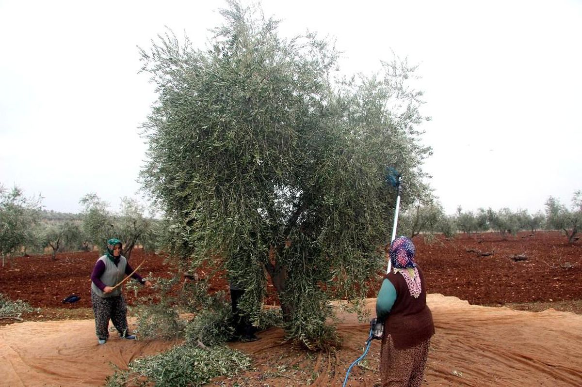 Kilis\'te zeytin hasadında sona gelindi
