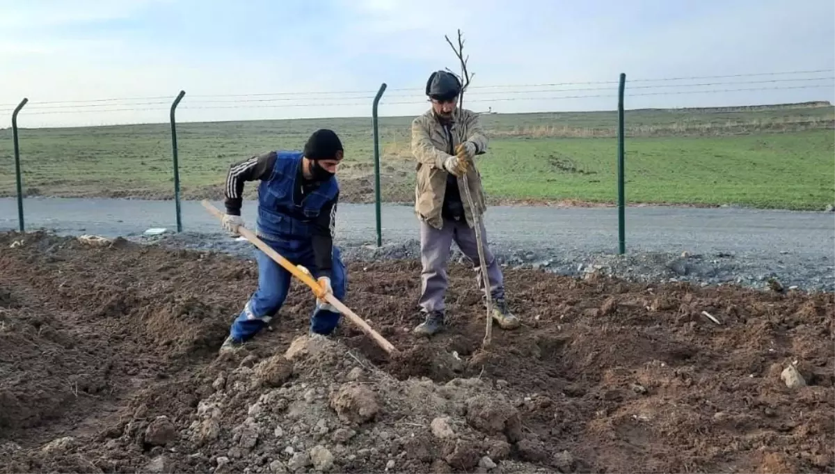 Keçiören Belediyesi 17 dönümlük meyve bahçesi kuruyor