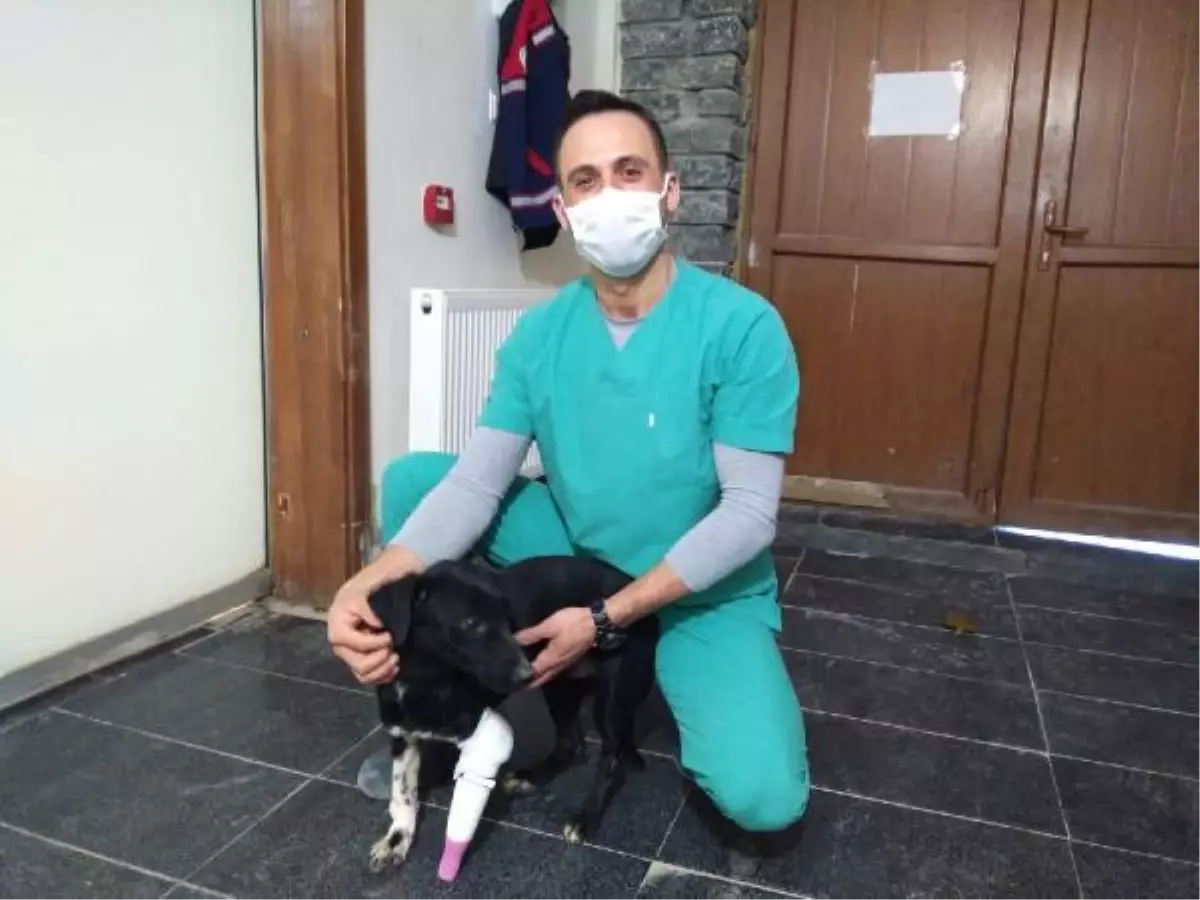 Bacağı kesilen sokak köpeği 3 boyutlu yazıcıdan tasarlanan protezle yürüdü