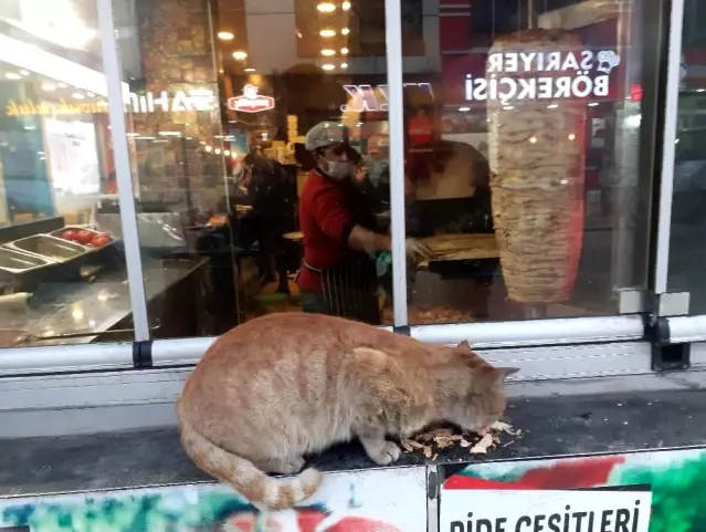 Karni Acikan Kedinin Karnini Doner Ustasi Doyurdu Son Dakika Karni Acikan Kedinin Karnini Doner Ustasi Doyurdu Son Dakika