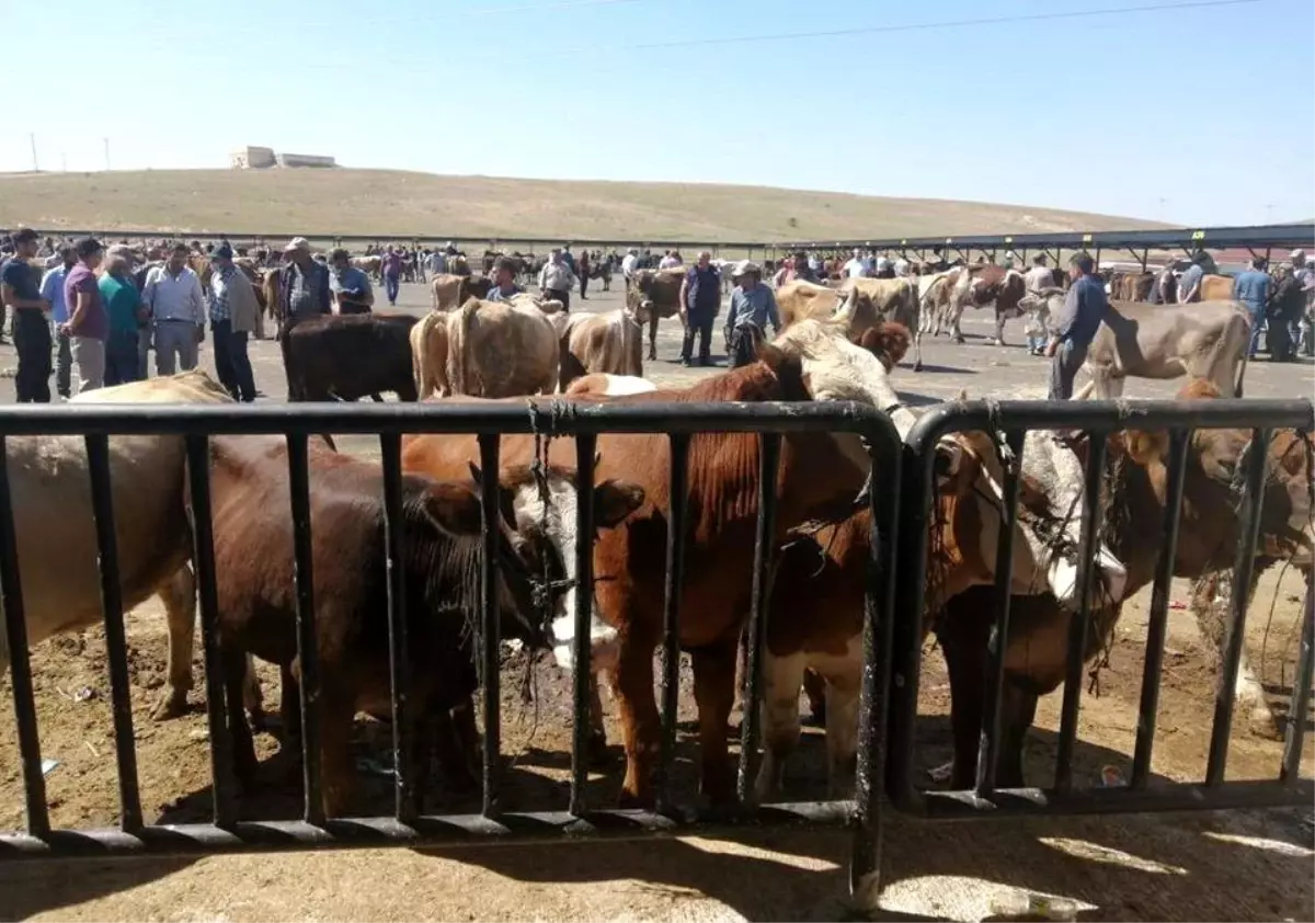 Bayburt\'ta Covid-19 tedbirleri kapsamında faaliyeti durdurulan hayvan pazarı açılıyor