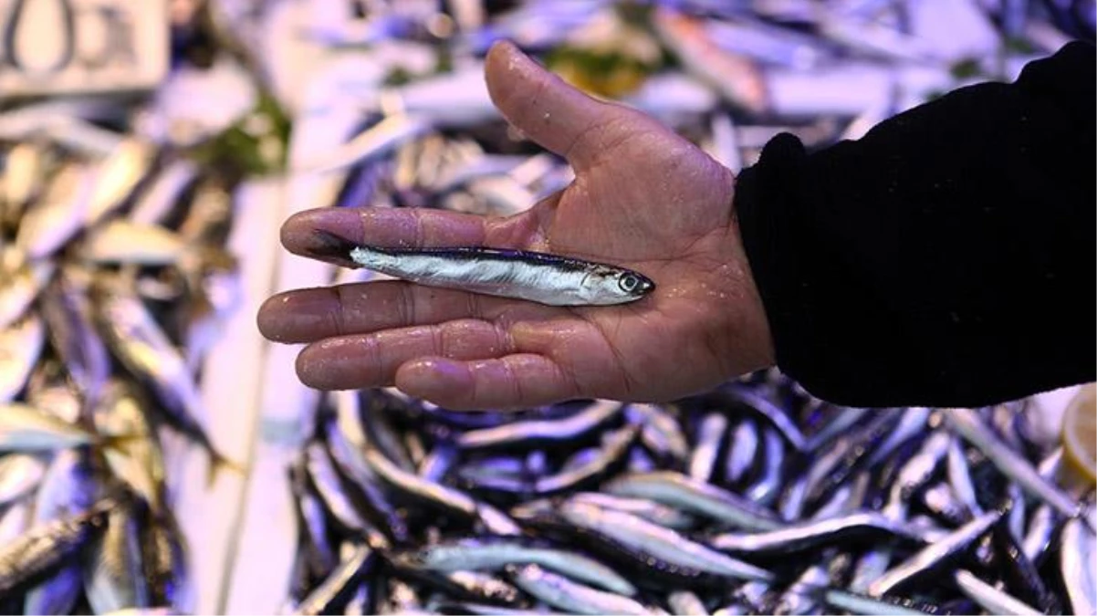 Karadeniz\'de hamsi avının kısmen durdurulması balığın fiyatını artırdı