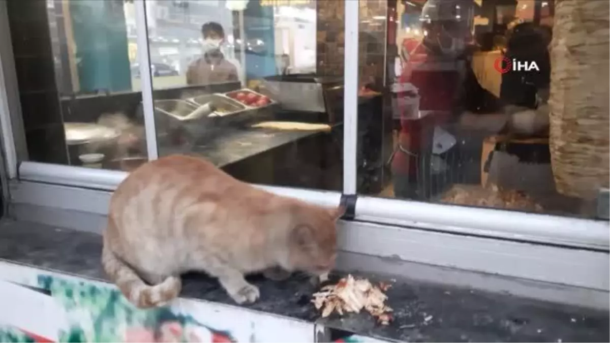 Karnı acıkan kedinin karnını döner ustası doyurdu