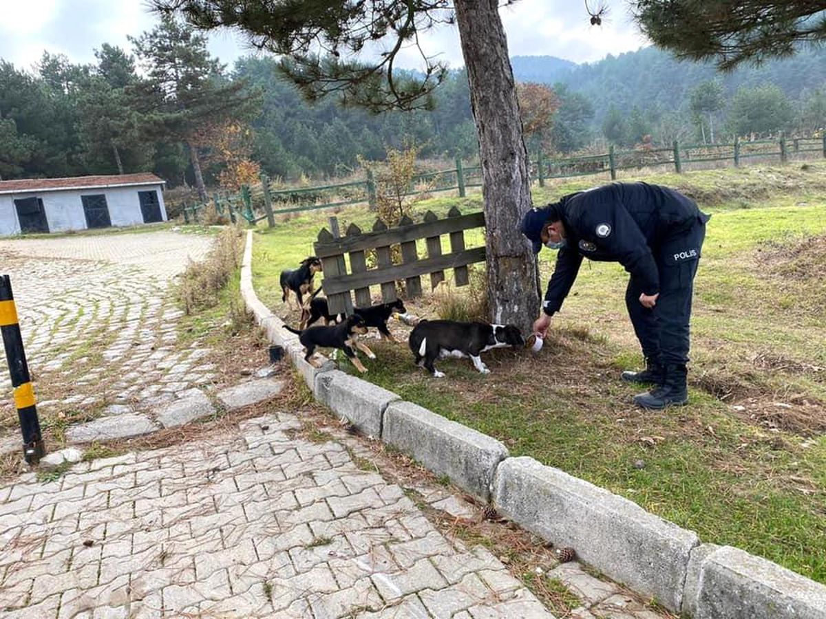 Yenice\'de Emniyet ekipleri sokak hayvanlarını unutmadı