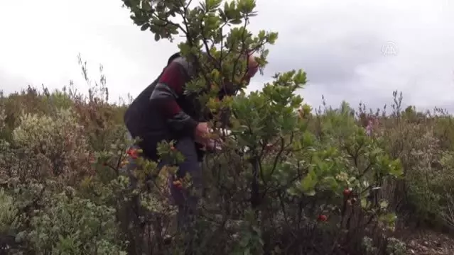 Fethiye'de siparişle kırlardan toplanan dağ çileği ilgi görüyor