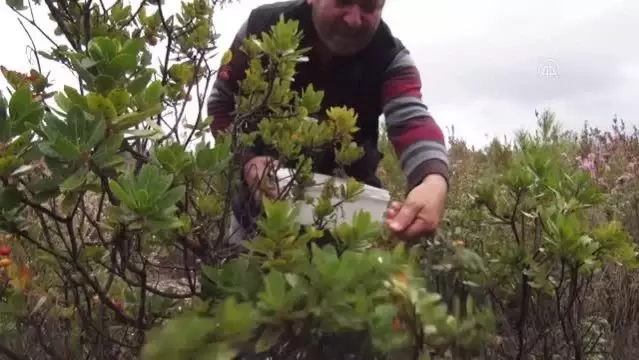 Fethiye'de siparişle kırlardan toplanan dağ çileği ilgi görüyor