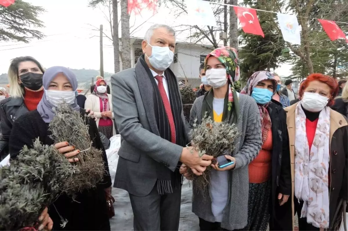 Kadın üreticilere lavanta fidesi