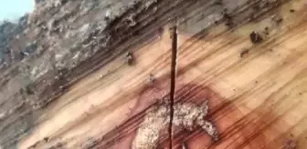 Kestiği odunun icinden ay yıldız figürü çıktı