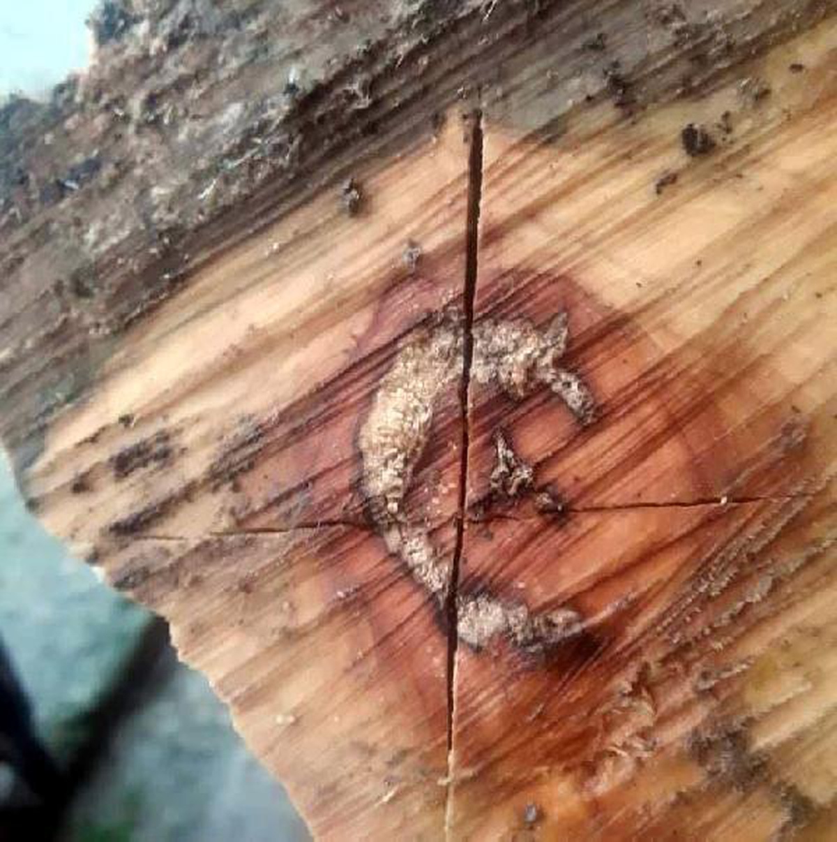 Kestiği odunun icinden ay yıldız figürü çıktı