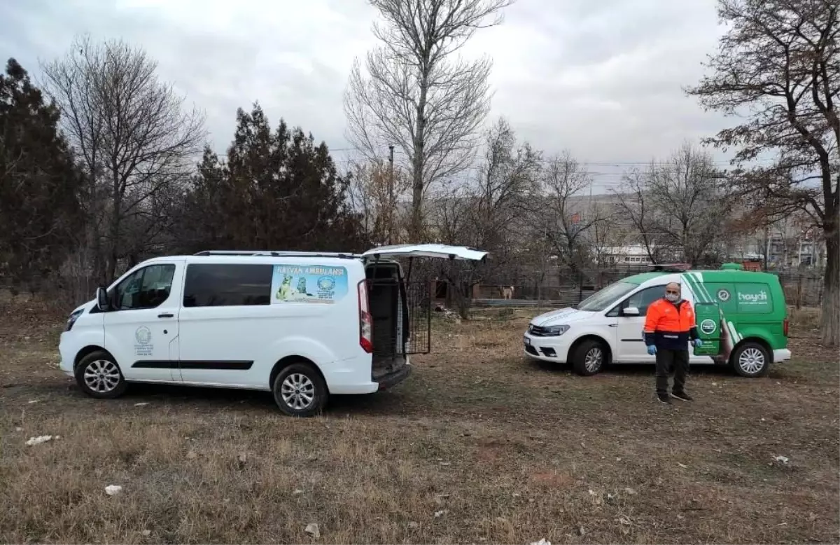 Sivas\'ta köpek dövüşü yaptıran şüpheli HAYDİ ekiplerince yakalandı