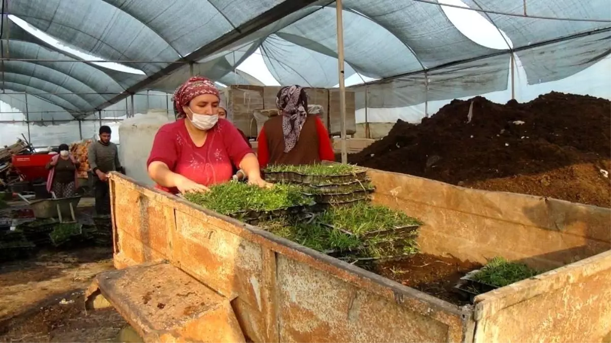 Susuzluğa dayanıklı hazır çim büyük rağbet görüyor, metrekaresi 20 liradan satılıyor