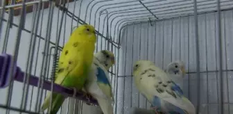 Son dakika haberi... Avukat, eşi ve stajyerinin öldüğü doğal gaz faciasında evdeki 4 muhabbet kuşu canlı bulunmuş