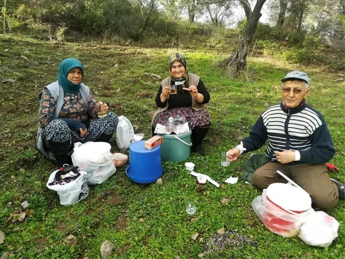 Burhaniye\'de zeytin yaprağı çayı içiliyor