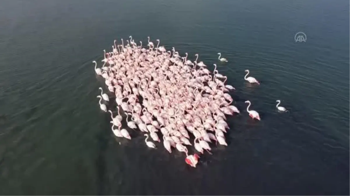 (DRONE) Flamingolar körfezi şenlendiriyor