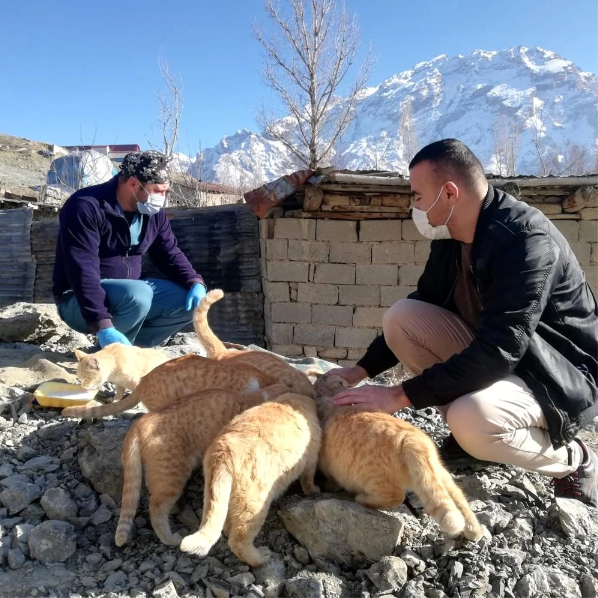 Hakkari\'de sokak kedileri sevgiyle besleniyor