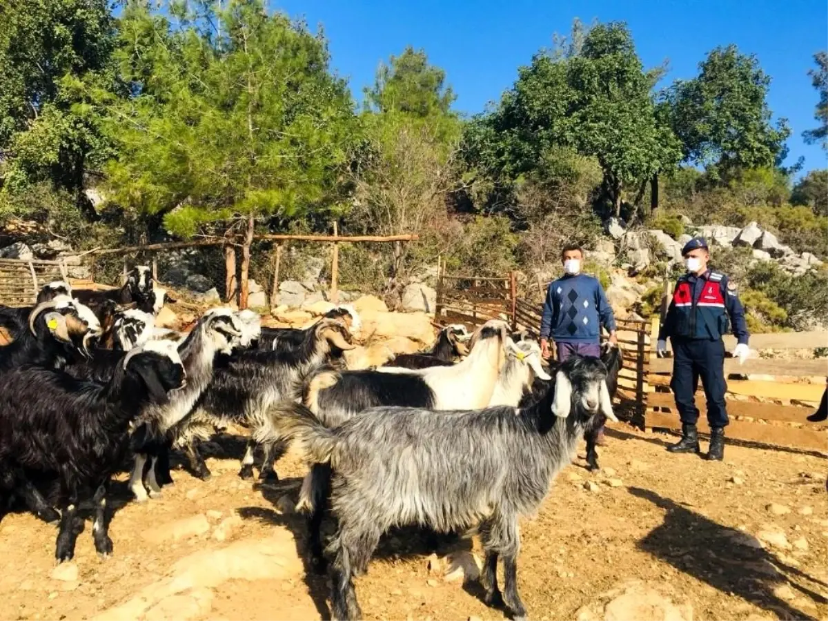 Kayıp 20 keçi ormanda bulundu