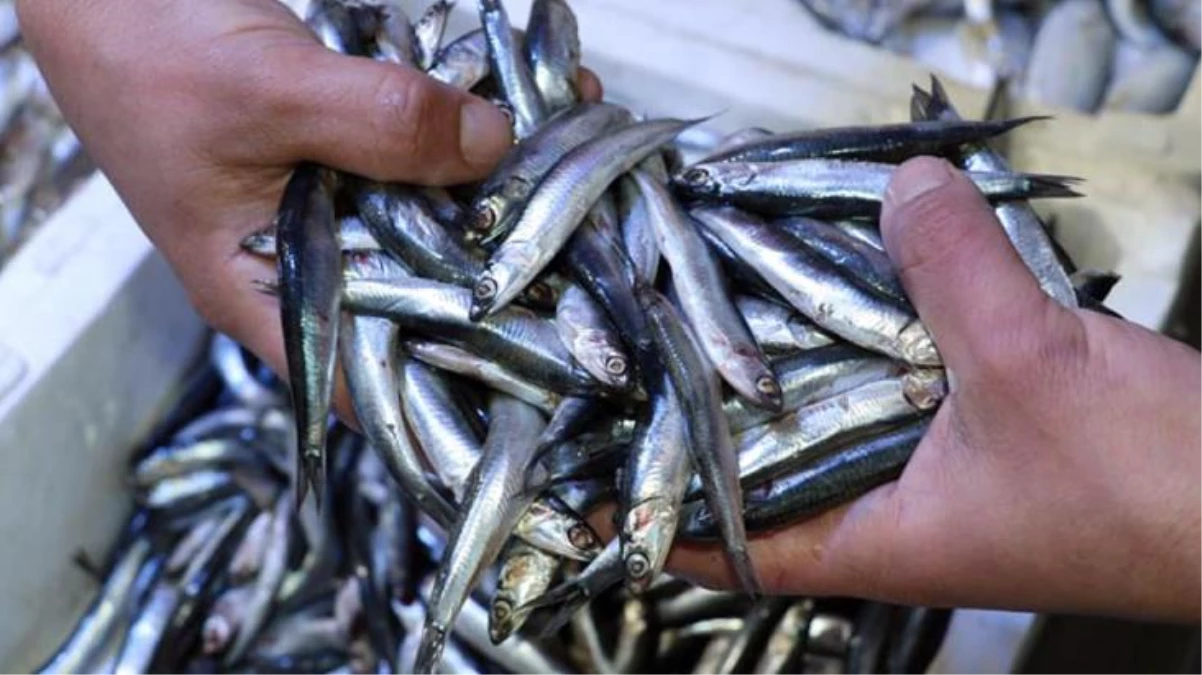 Kısmen durdurulan hamsi avı diğer balıkların fiyatlarını yükseltti
