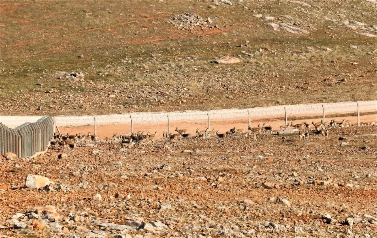 Koruma altındaki ceylanlar havadan görüntülendi