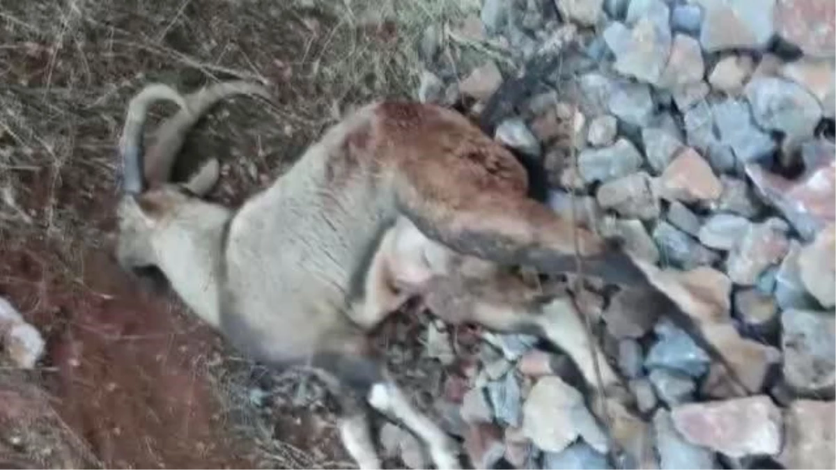 Tunceli\'de vurulan dağ keçisi telef oldu