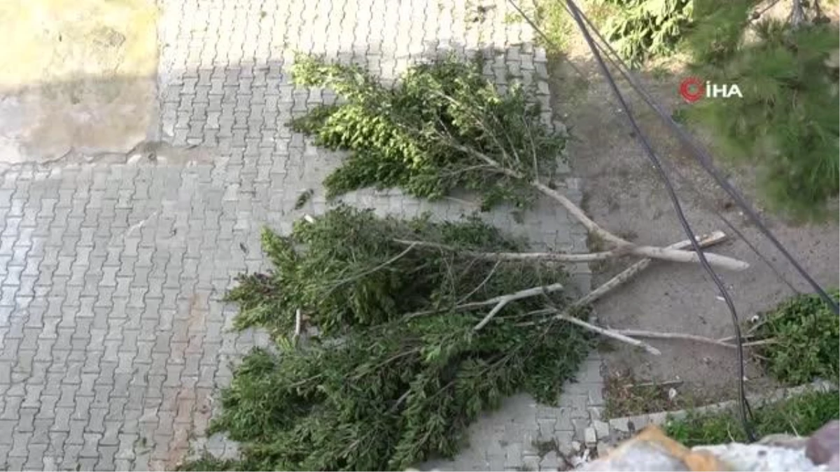 Bodrum\'da şehit pilot anısına dikilen ağaçları kestiler