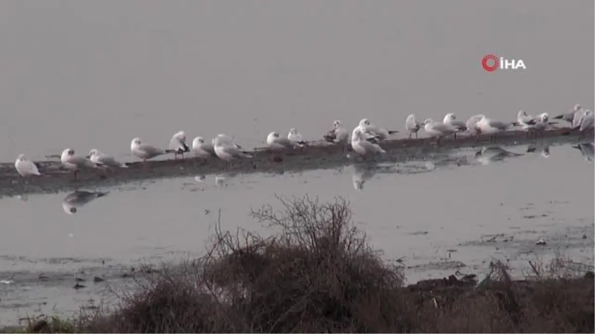 Güzellikleri ile büyüleyen flamingolar İzmit Körfezi'ni mesken tuttu