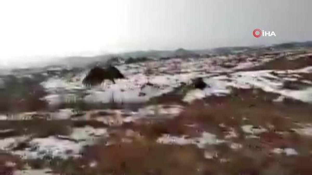 Tedavi edilen Puhu kuşu doğaya salındı