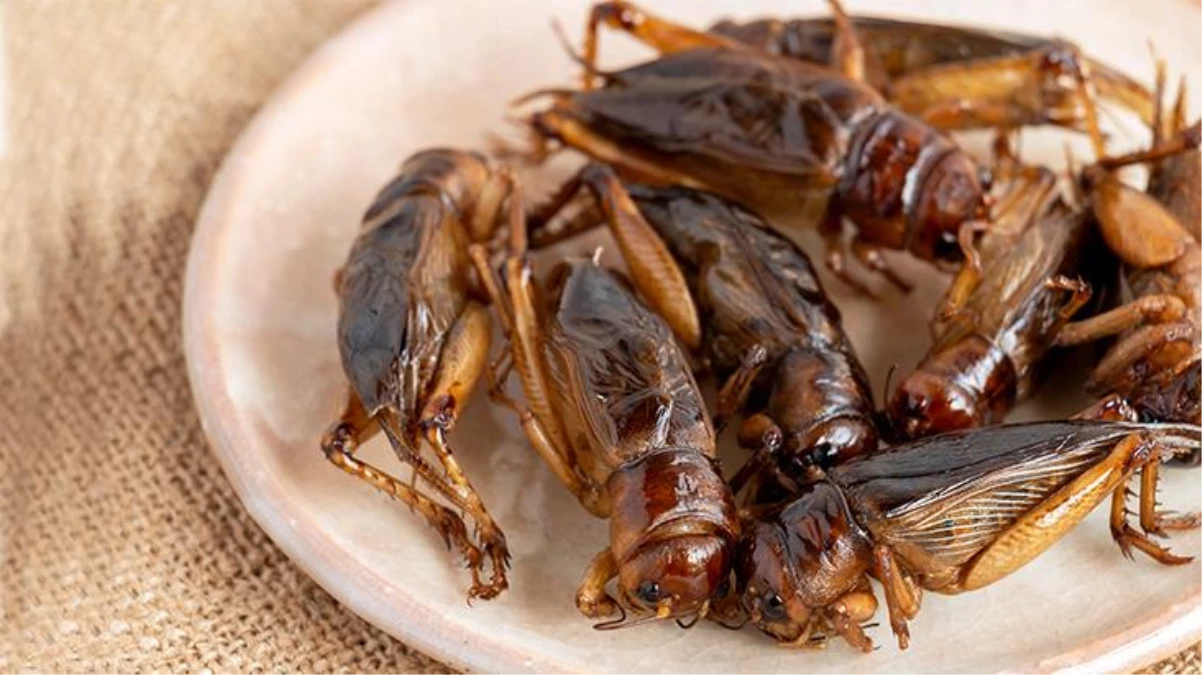 Uzman isimden korkutan senaryo: Küresel ısınma nedeniyle böcekleri yemeye başlayabiliriz