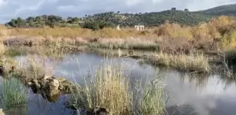 Patara Kazı Başkanı Işık: 'Hepinizi bekliyoruz, Patara bu mevsiminde daha güzel'