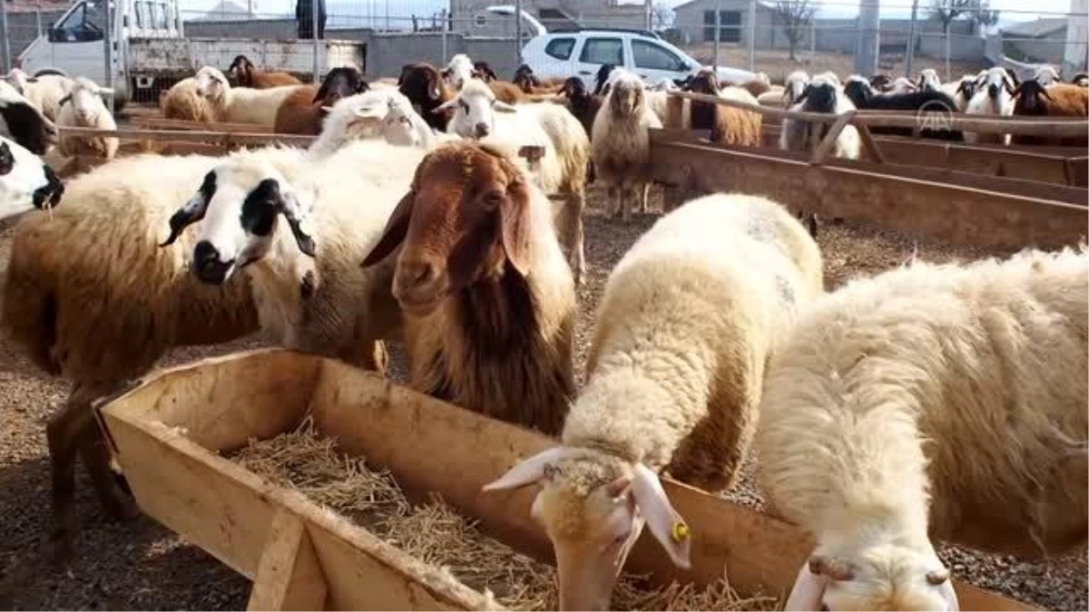 Tarım işçisi devlet desteği sayesinde sürü sahibi oldu