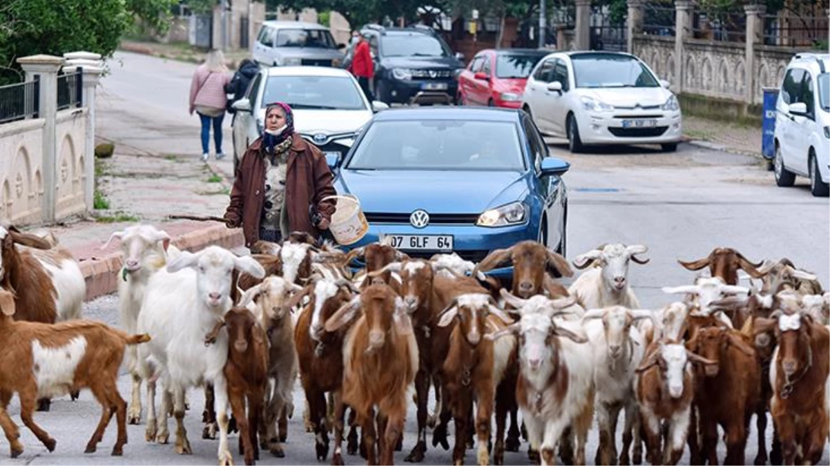 Tepkilere aldırış etmeyen kadın, şehrin göbeğinde çobanlık yapıyor