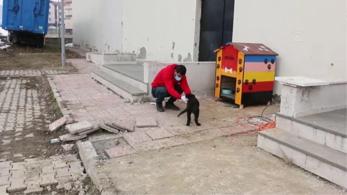 Hizan\'da yaralı köpeği gençlik merkezi çalışanları sahiplendi