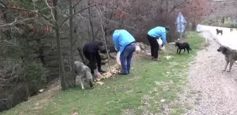 Spil Dağı'ndaki yılkı atları için doğaya yem bırakıldı