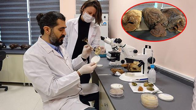 2 bin yıllık tarihi olan 'ölümsüzlük mantarı' Düzce'de üretildi - Son Dakika Ekonomi